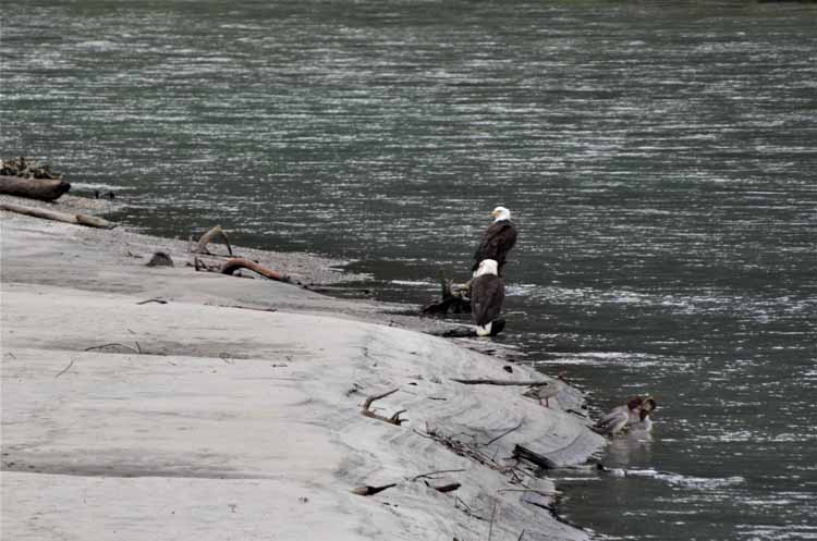 eagles on beach